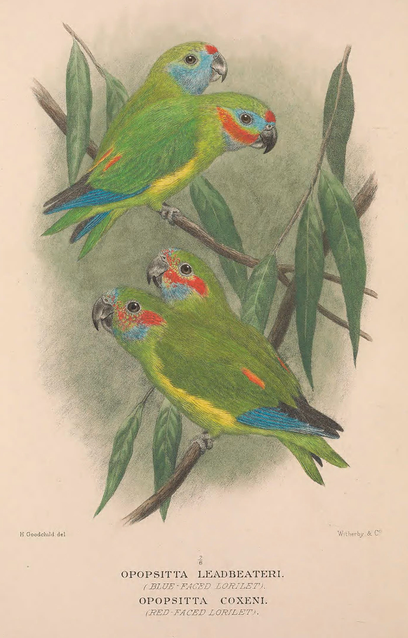 Cyclopsitta coxeni (Coxen's fig parrot) - The Recently Extinct Plants ...